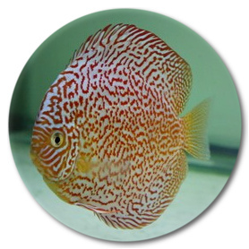 Golden Eye Dragon Discus Fish - 2 inch Golden Eye Dragon Discus Fish - 2 inch